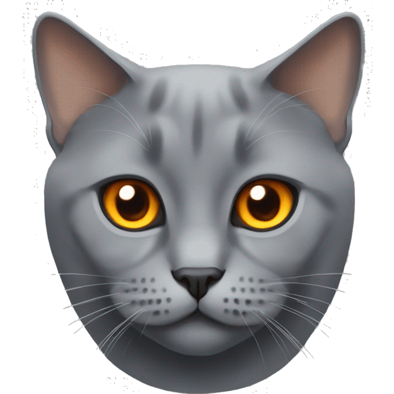 grey british cat with dark orange eyes emoji