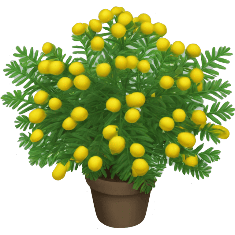 shame plant mimosa podia dormilona moriviví emoji