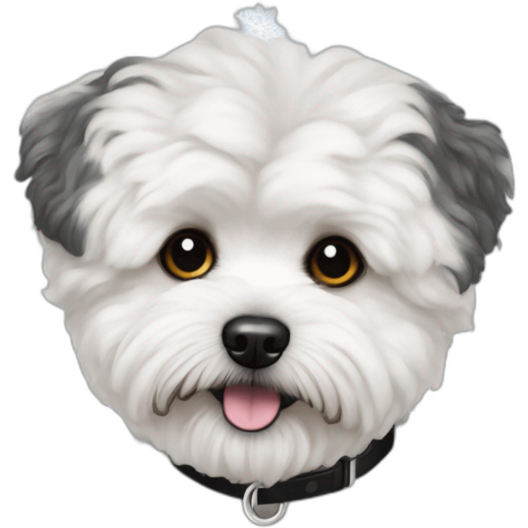 white maltipoo with black snowflake emoji