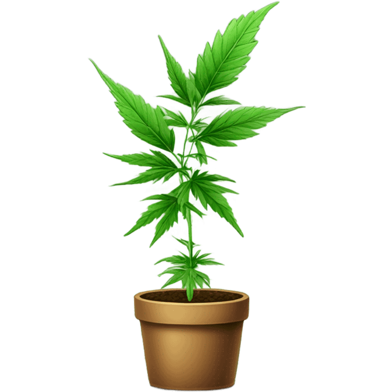  Potted Cannabis sativa tree proportionate emoji