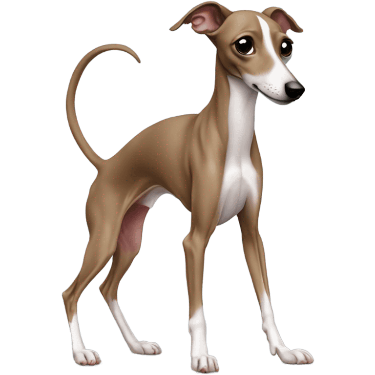 italian greyhound grabbing his tail emoji