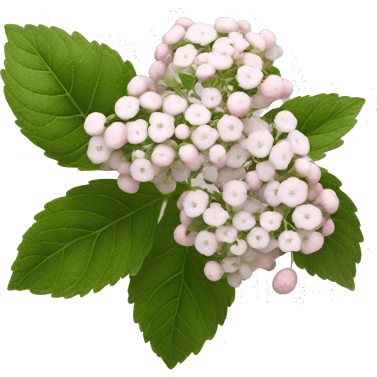 Viburnum  emoji