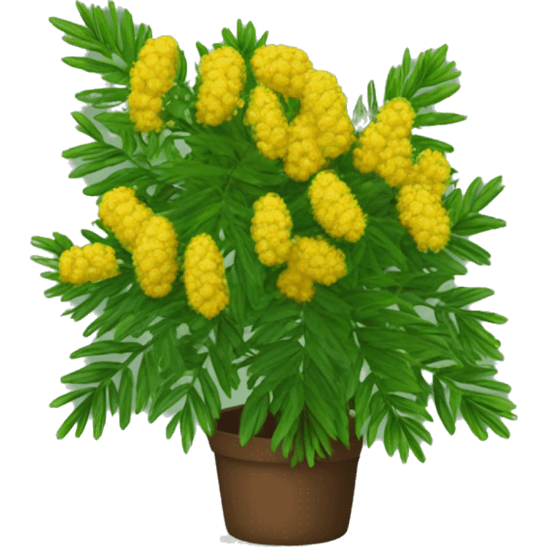 shame plant mimosa podia dormilona emoji