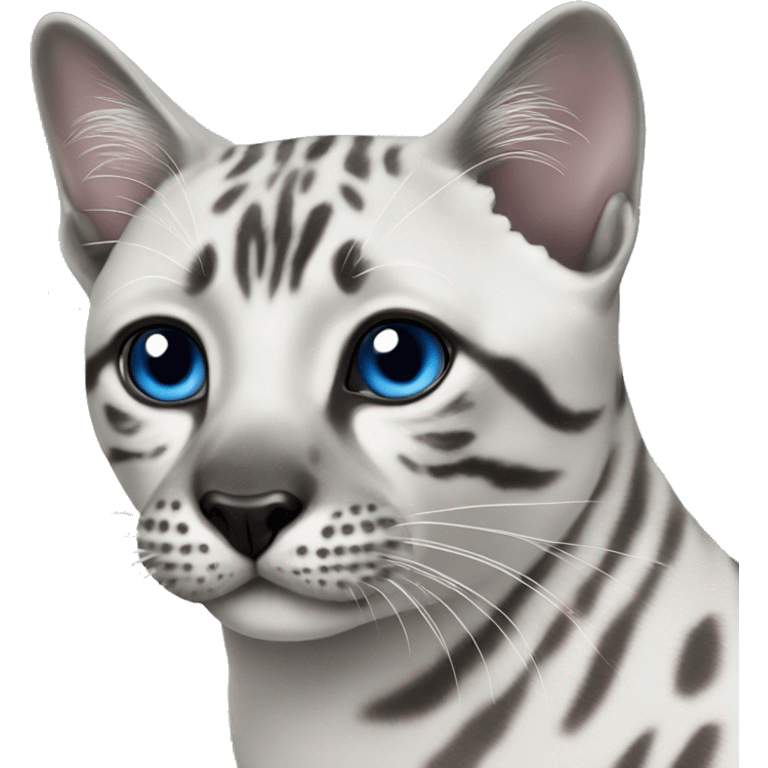 Seal Silver SNow charcoal bengal with Blue eyes  emoji