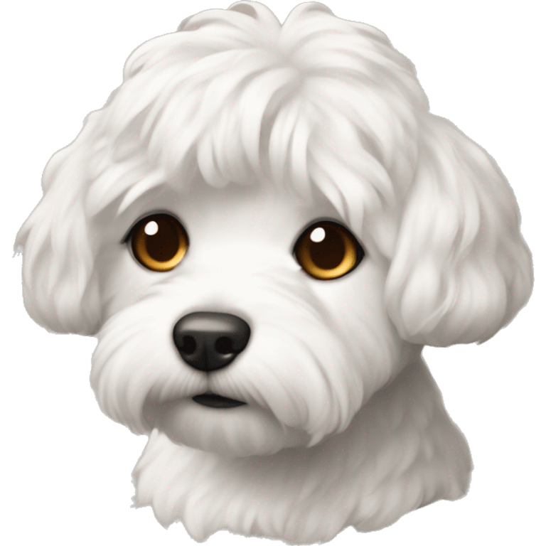 Coton de tuléar with readheaded short haired human emoji