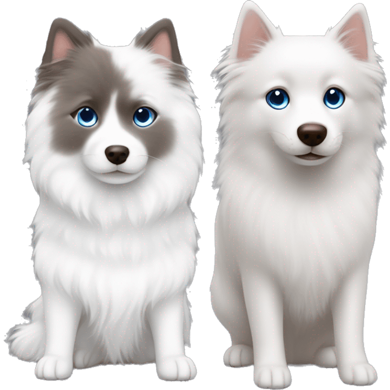 One white Japanese spitz with brown eyes and one grey ragdoll cat with blue eyes ￼ emoji