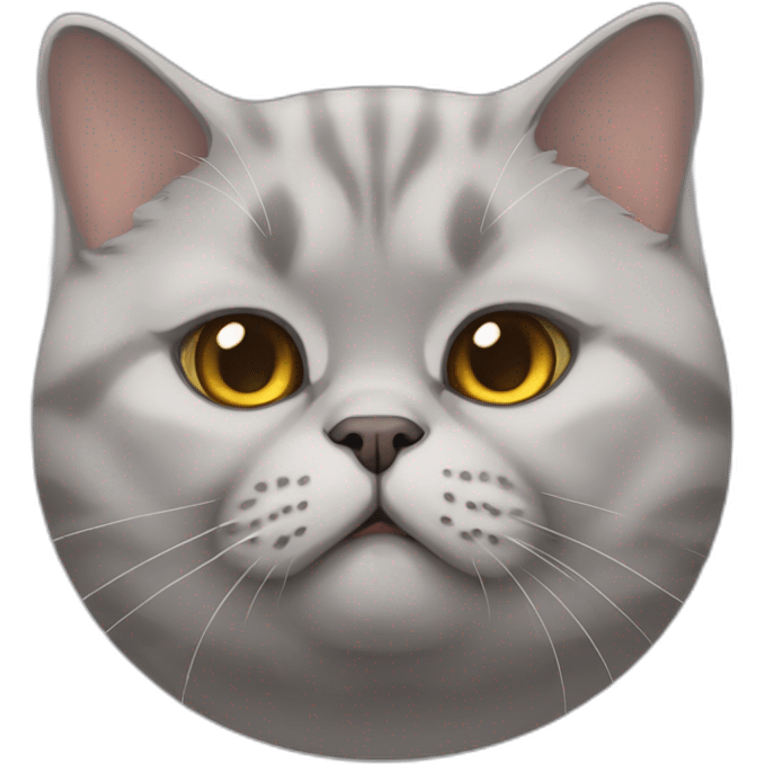 Chubby British shorthaired cat emoji