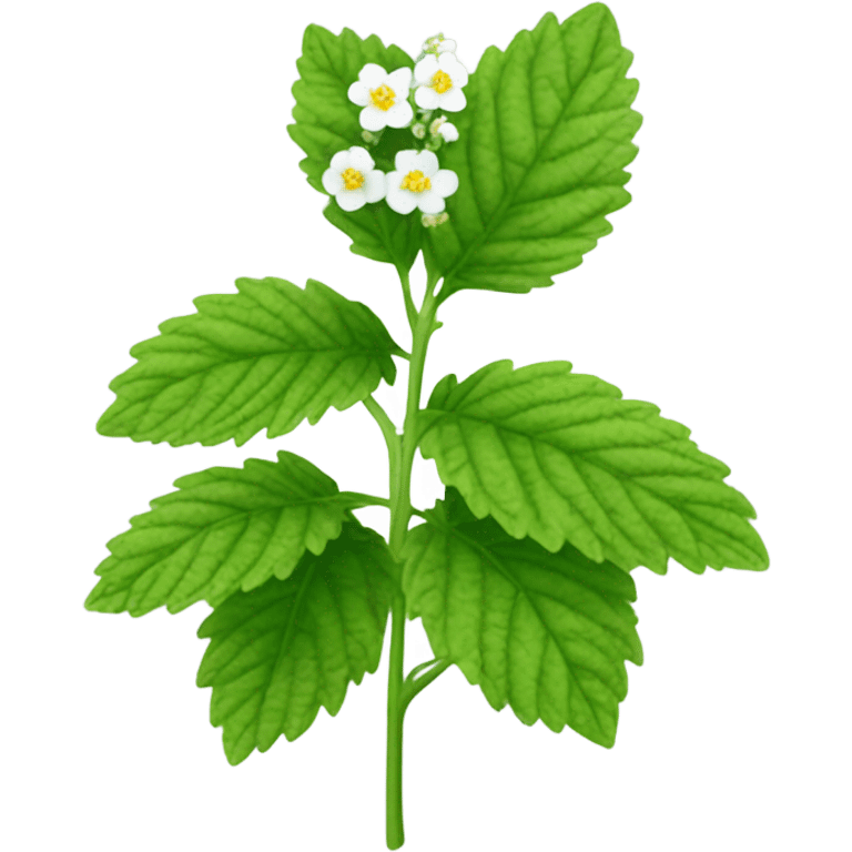 lemon balm emoji