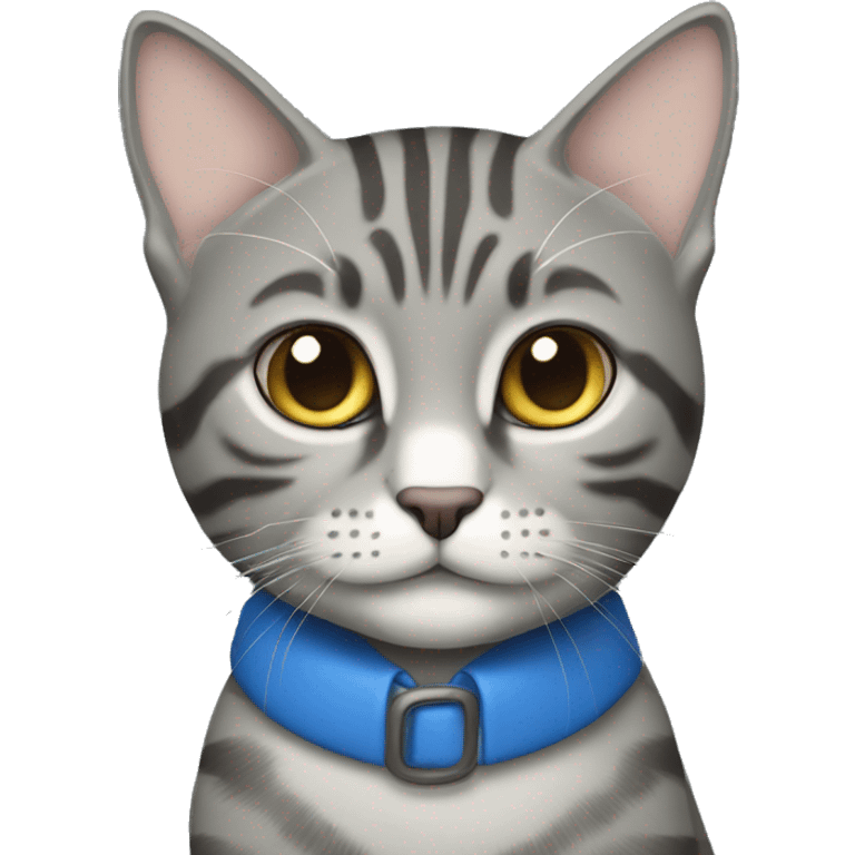  Grey tabby blue collar emoji