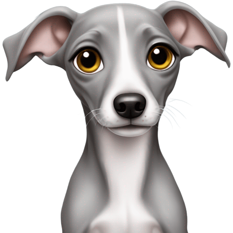 Cute Italian greyhound puppy grey  emoji