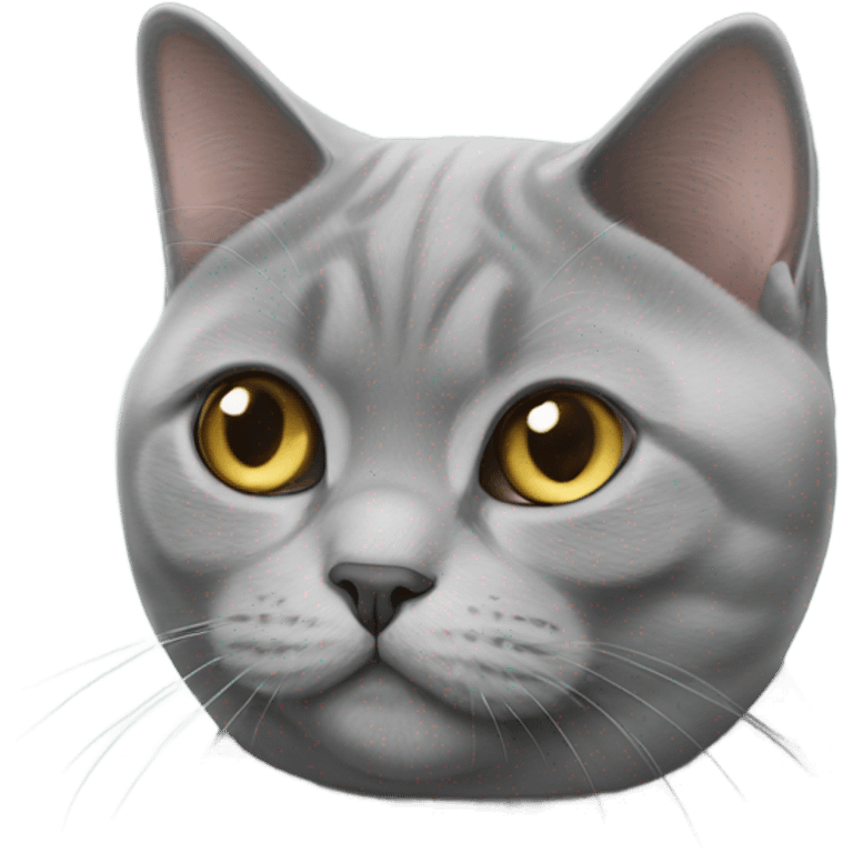 british shorthair cat emoji