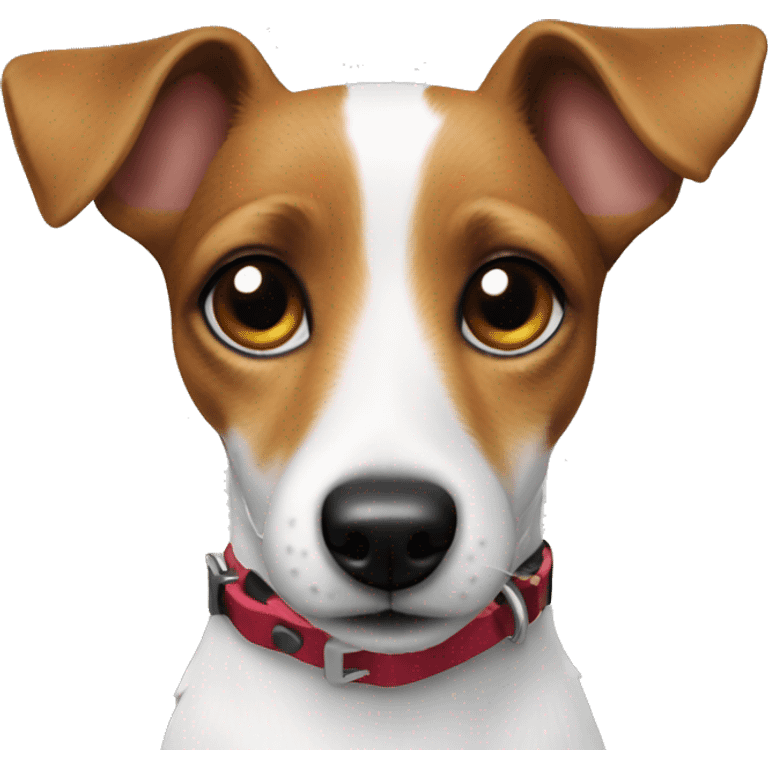 Jack russel with collar closeup emoji