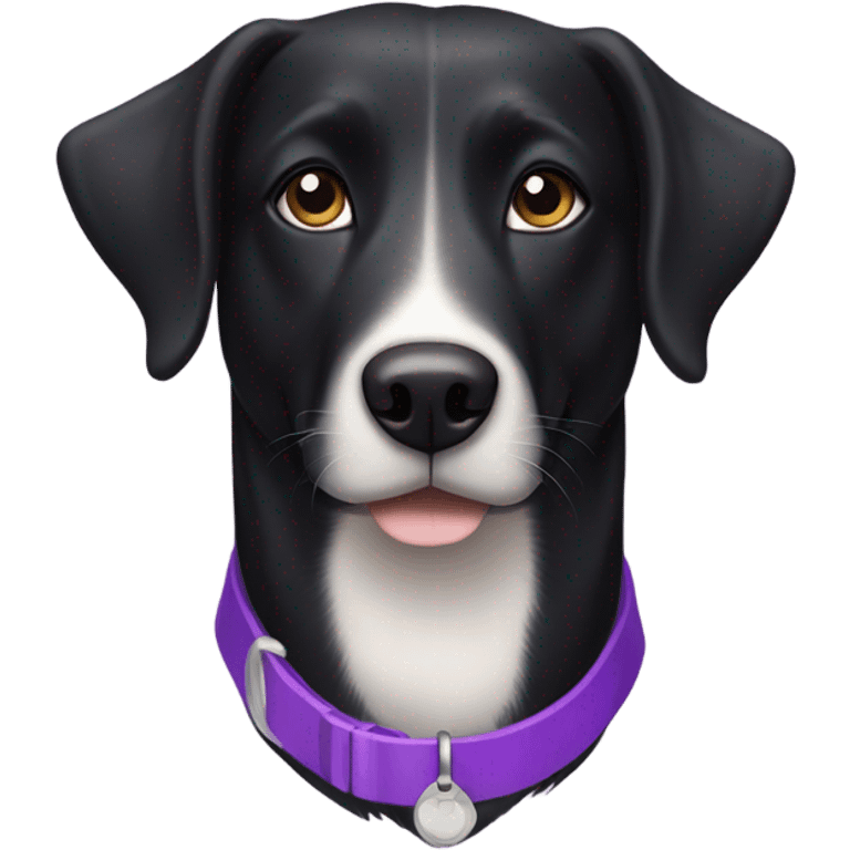 Black lab border collie mix with purple collar and light brown eyes emoji