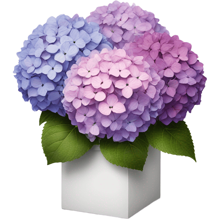 3 faded hydrangea's from pink to purple inside white box emoji