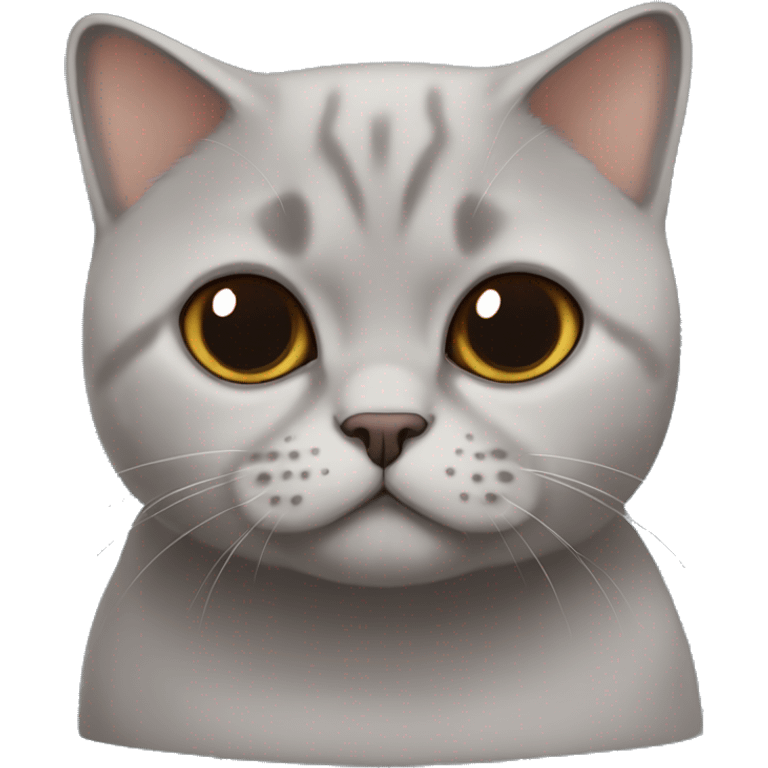 british shorthair in choclatw with Brown eyes sitting  emoji