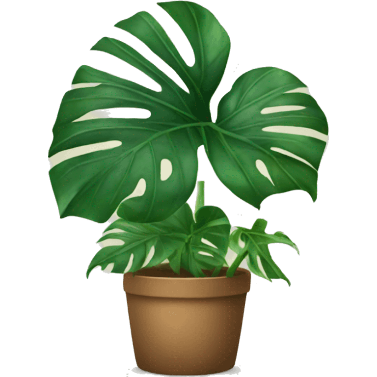 Monstera plant  emoji