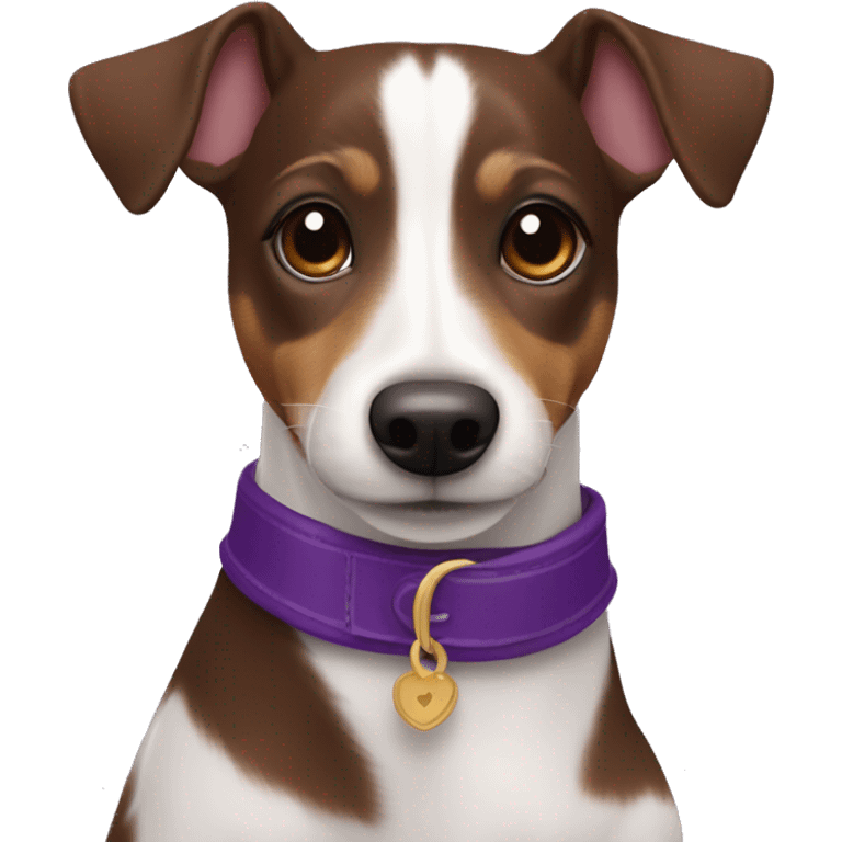 chocolate brown jack russel with tan eyebrows with purple collar emoji