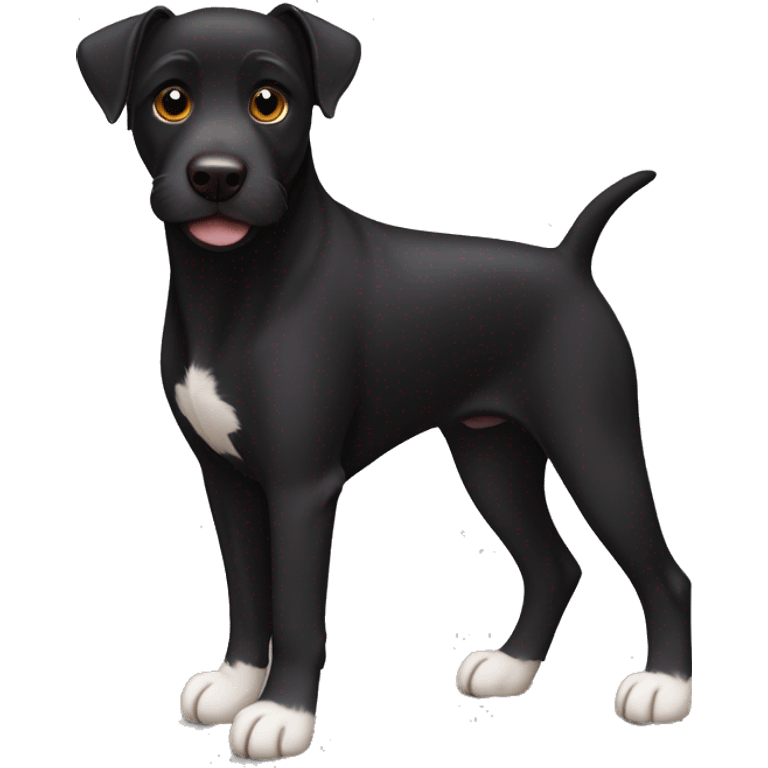 A sitting black Patterdale Terrier dog with a white patch on its chest and brown eyes. emoji