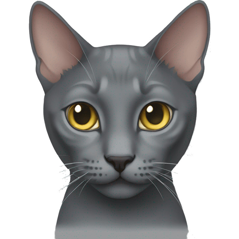 Korat cat emoji