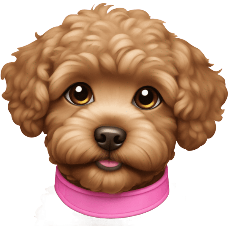 Golden dark brown maltipoo puppy with pink collar emoji