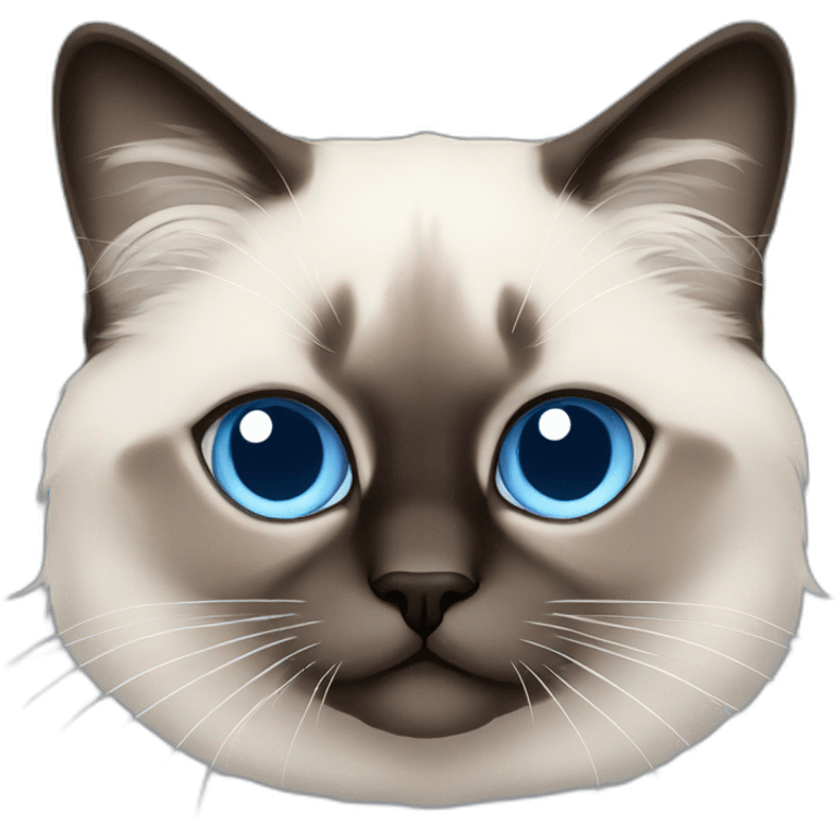 birman cat with blue eyes, and which is very cute af emoji