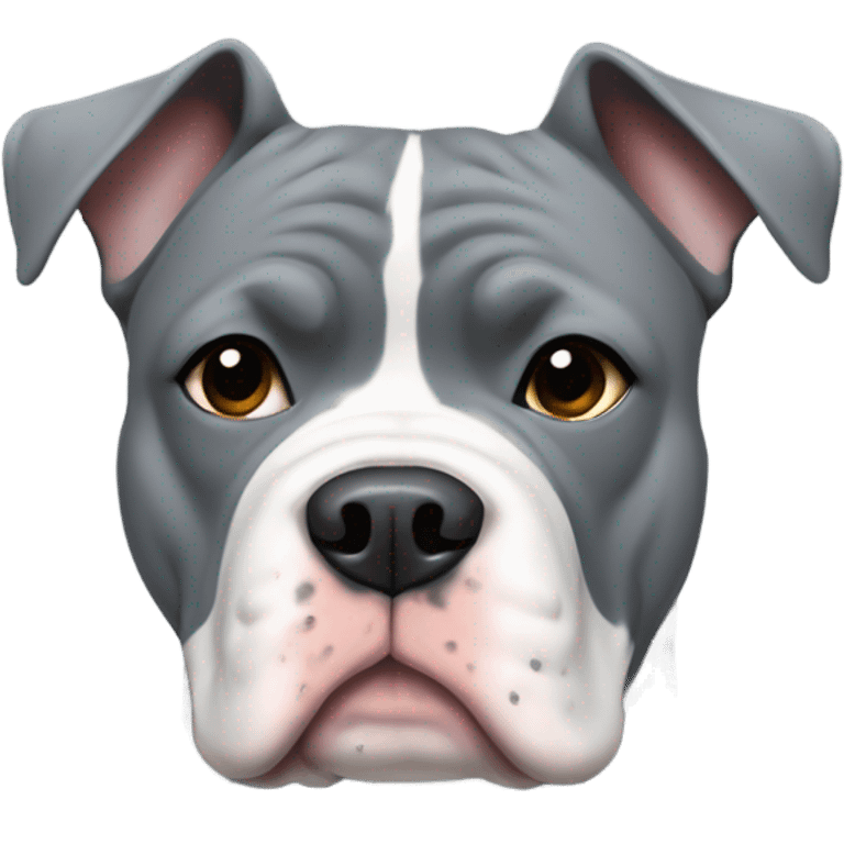 American Bully Dog That is grey with a white patch on chest wearing a sweater emoji