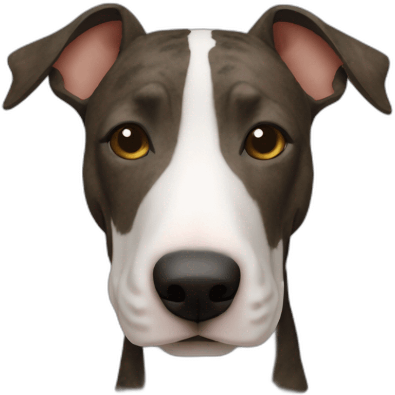 Older Brindle bullterrier front view face uneven face spots roman nose emoji