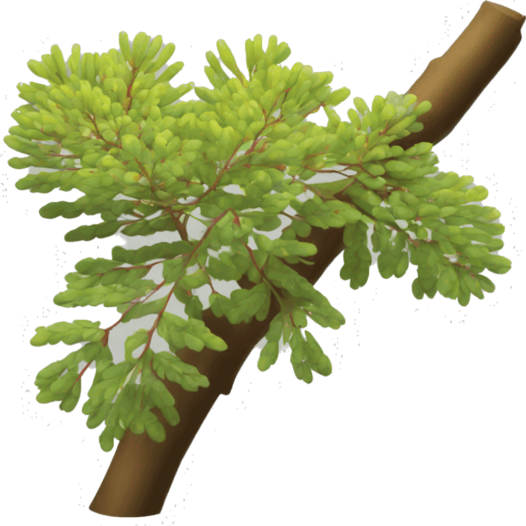 Albizia lebbeck emoji