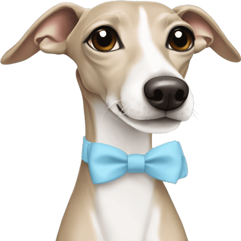 Beige and white Italian greyhound with a light blue bow emoji