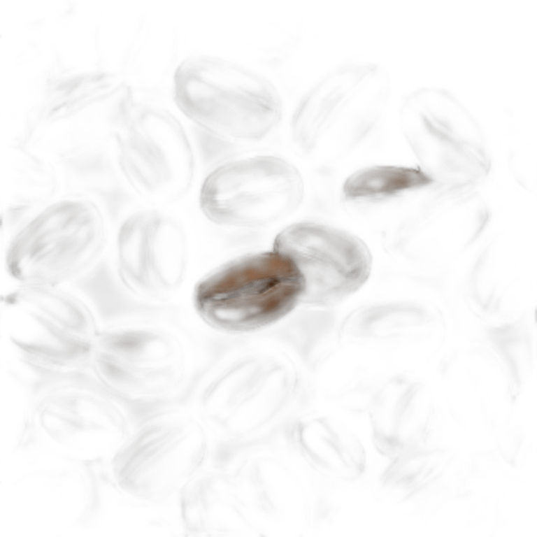 two coffee beans emoji