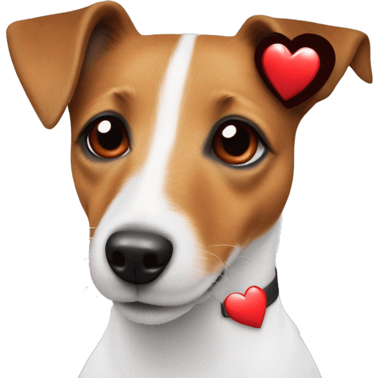 Jack russell terrier in love. With three red hearts around his head emoji