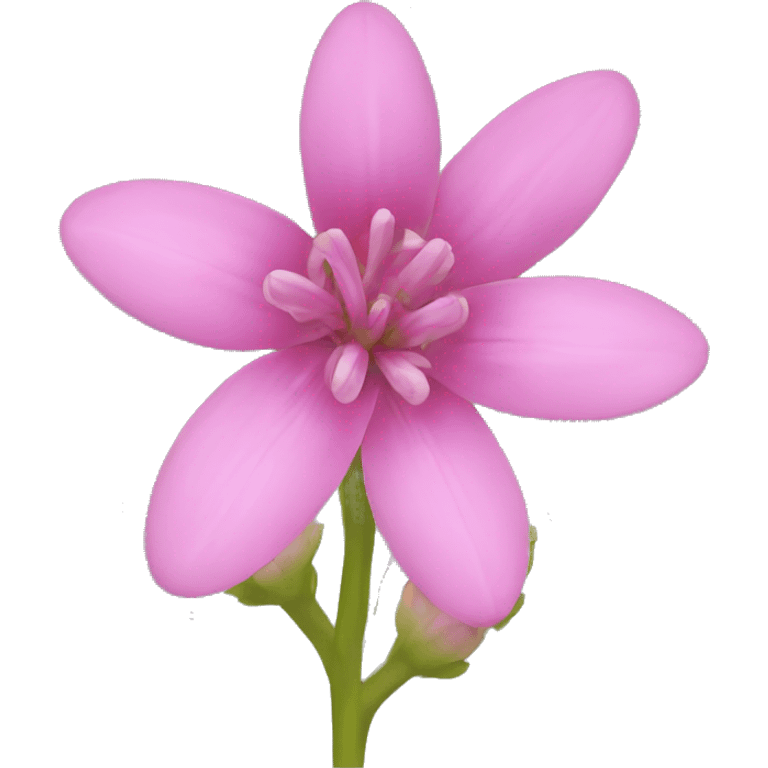 Pink Bitterroot flower emoji