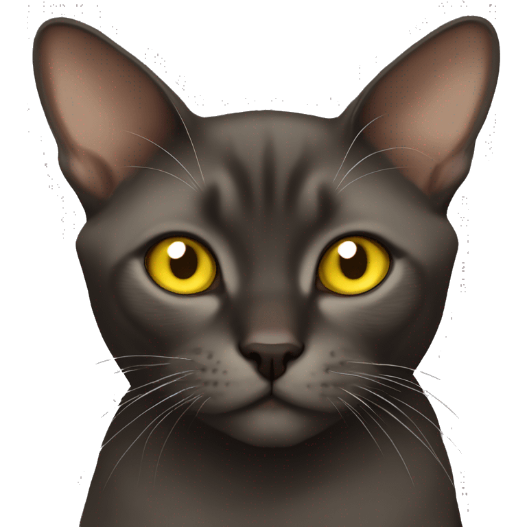 Burmese sable cat with yellow eyes emoji