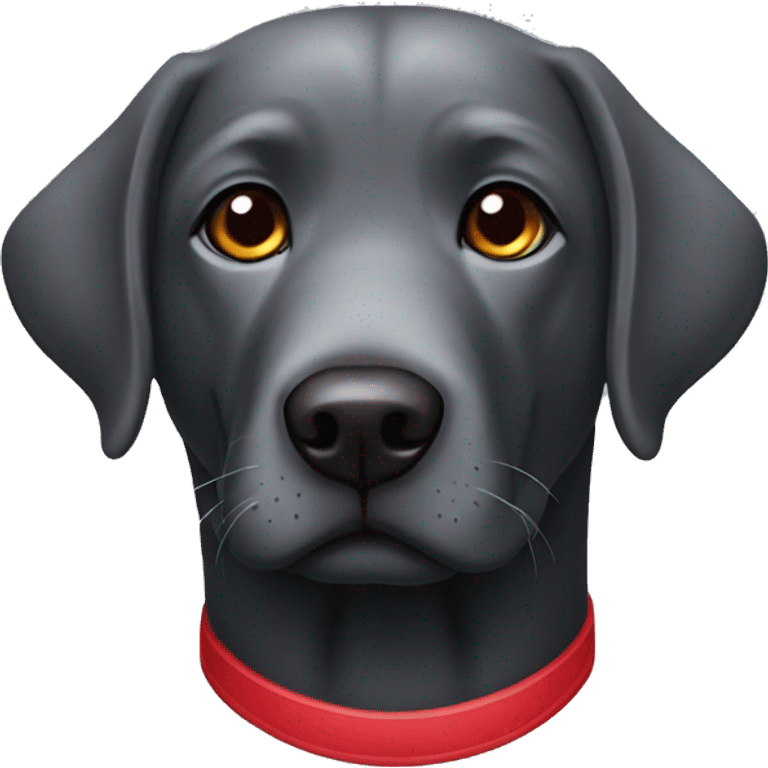 old slightly grey black labrador with a red collar that has nothing else on it. emoji