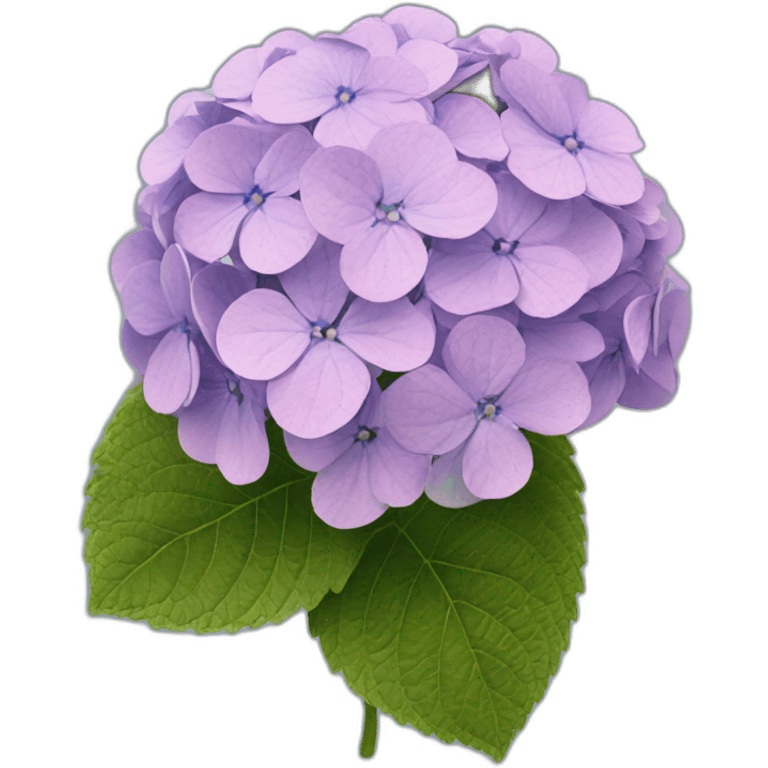 Hydrangea Celeste flower emoji