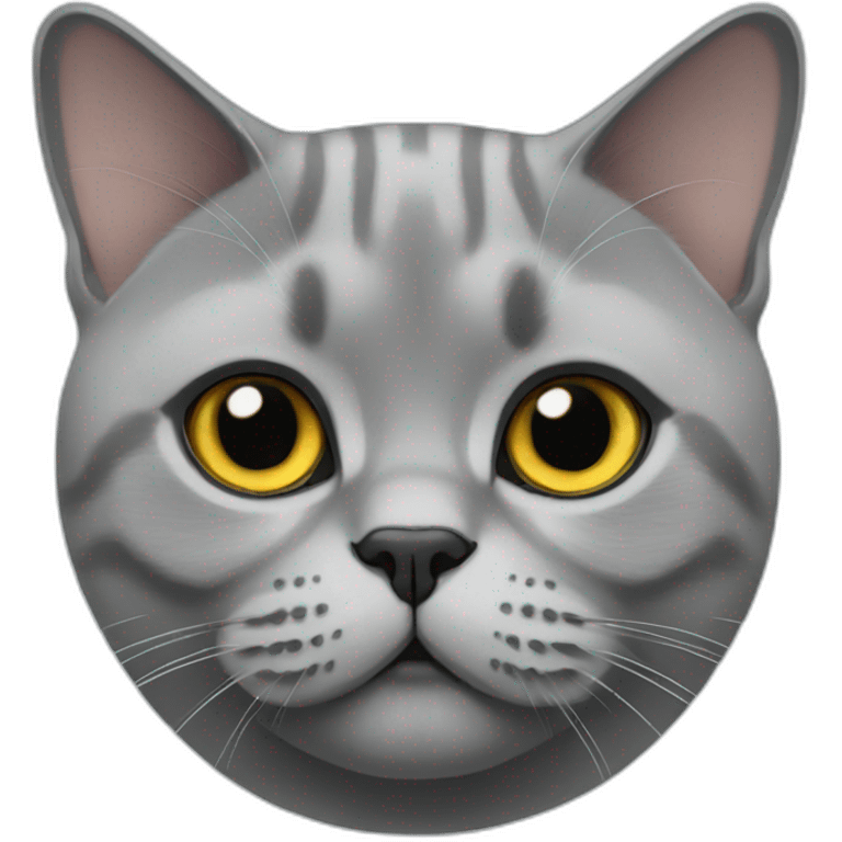 British shorthair emoji