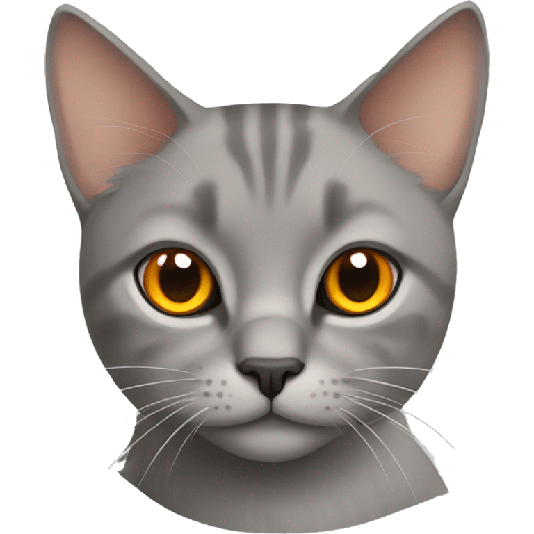 Grey straight-eared Scottish cat with orange eyes emoji