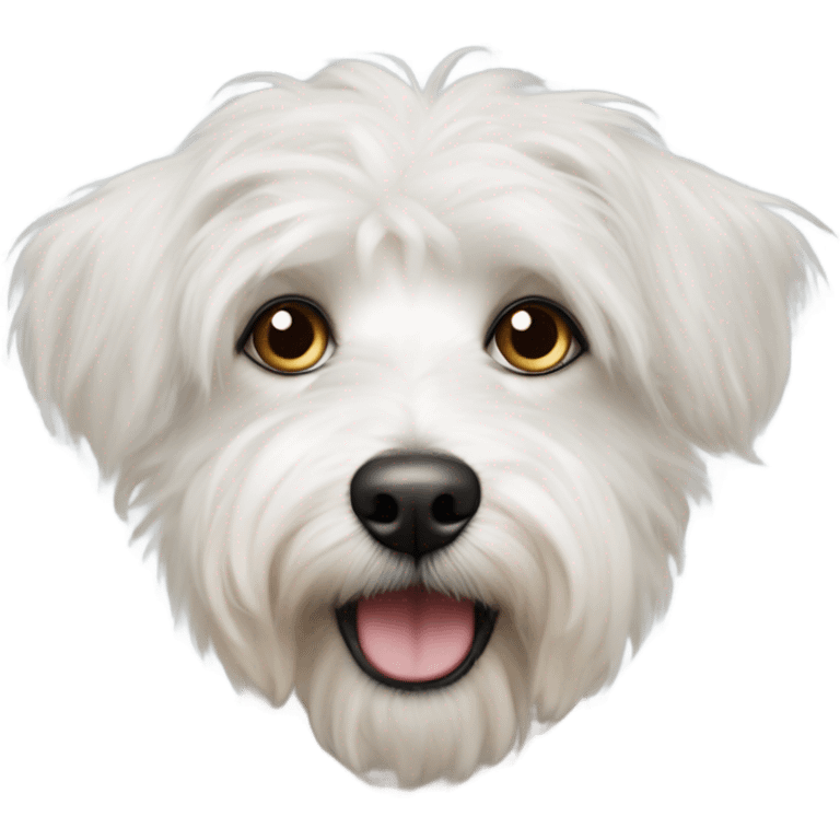 Perrito terrier tibetano blanco y ojos emoji