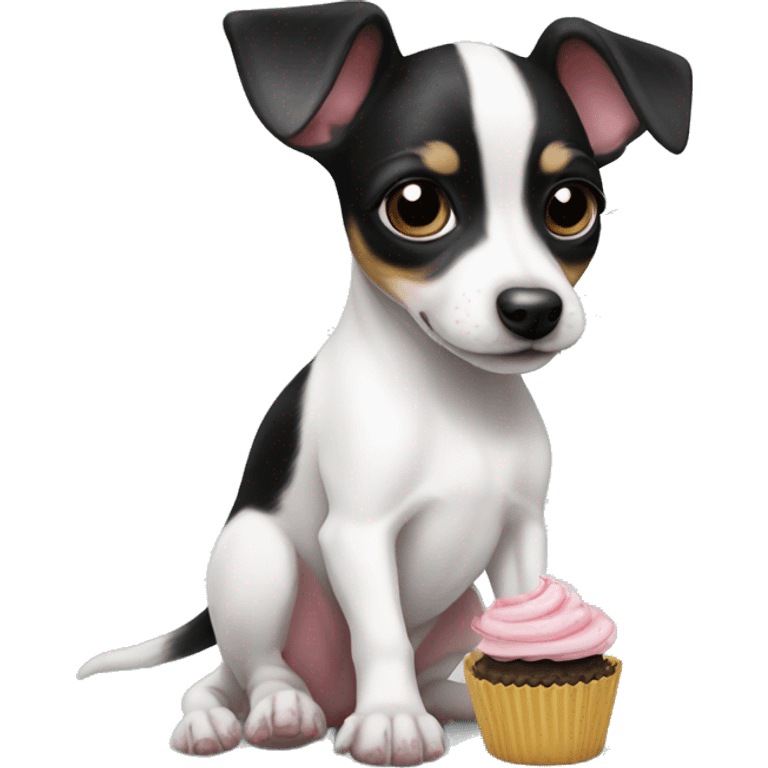 Cute big eyed Black and white rat terrier puppy (no brown) eating a cupcake emoji