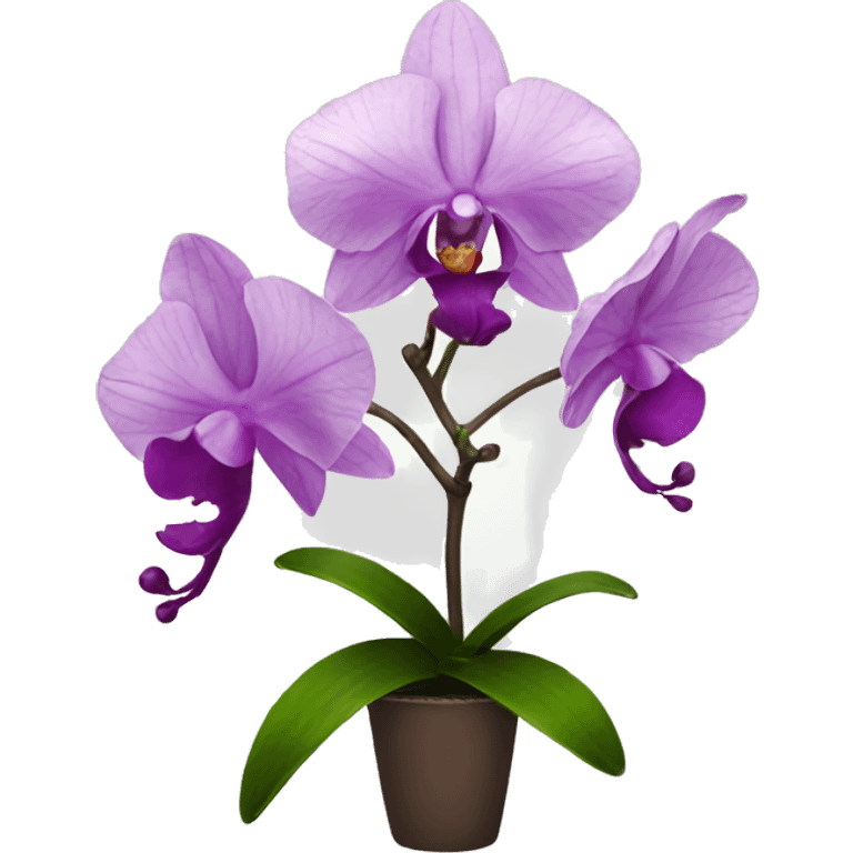 Orchid emoji