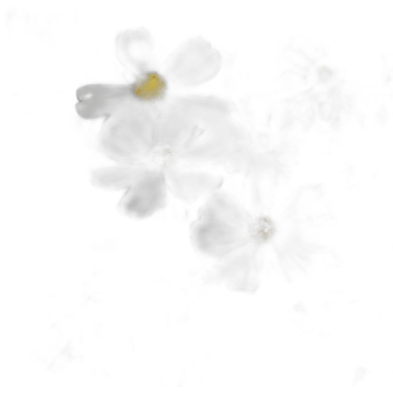 white cosmos flower emoji