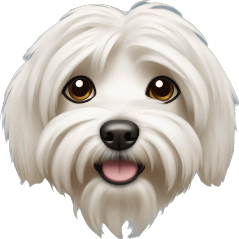 Havanese dog emoji