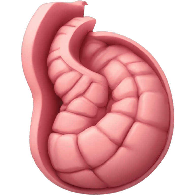 “A detailed image of a human stomach, showing its curved shape, inner folds, and a natural pinkish color.” emoji