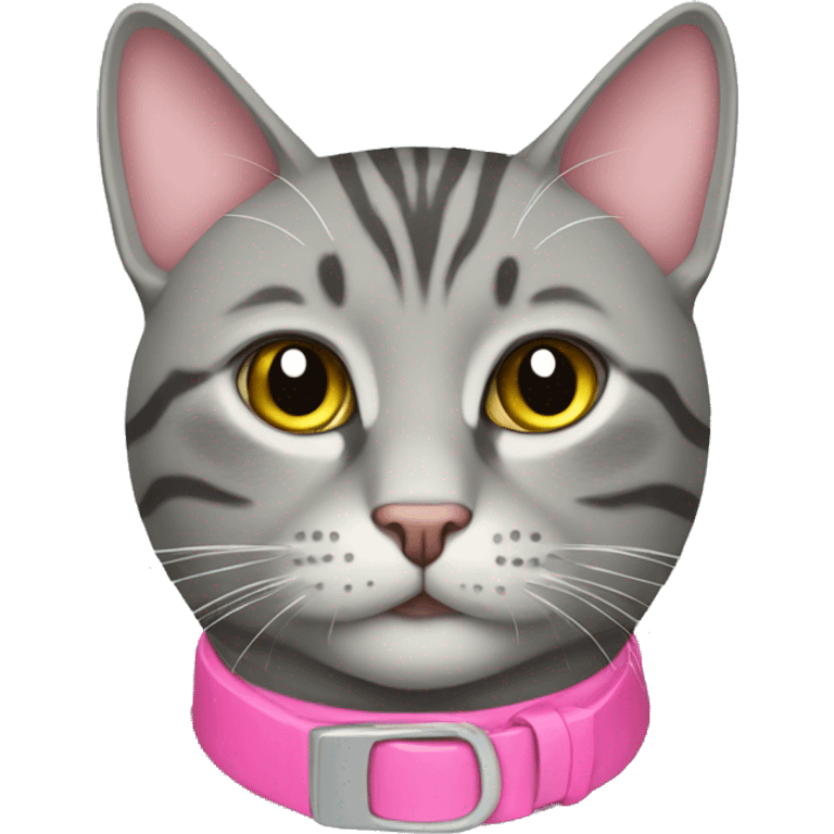 Grey tabby cat with a pink collar emoji