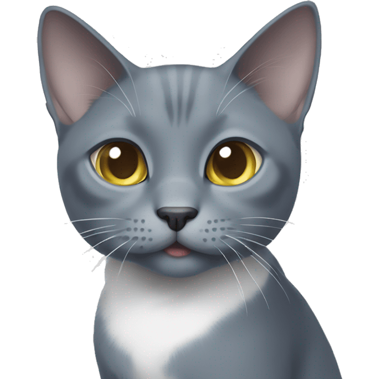 Russian blue cat with white chest and white paws asking for food emoji