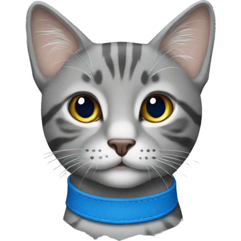 Grey tabby cat with blue collar emoji