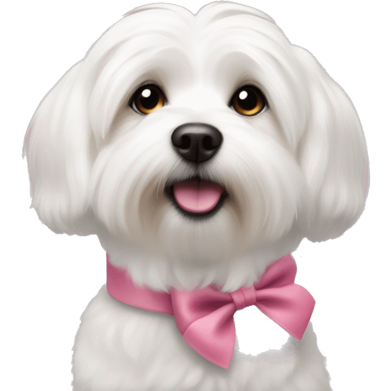 Short haired cotton de tulear with a pink bow on it’s neck  emoji