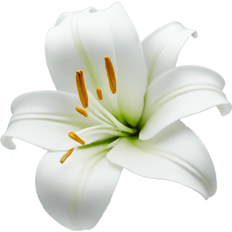 Lily flower white emoji