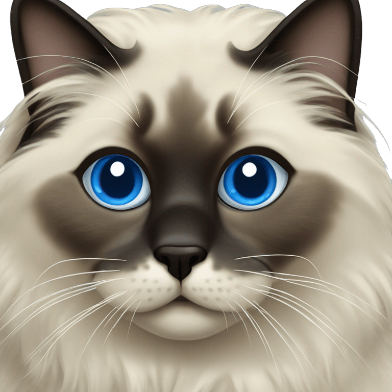 Seal point ragdoll with dark face and blue eyes  emoji