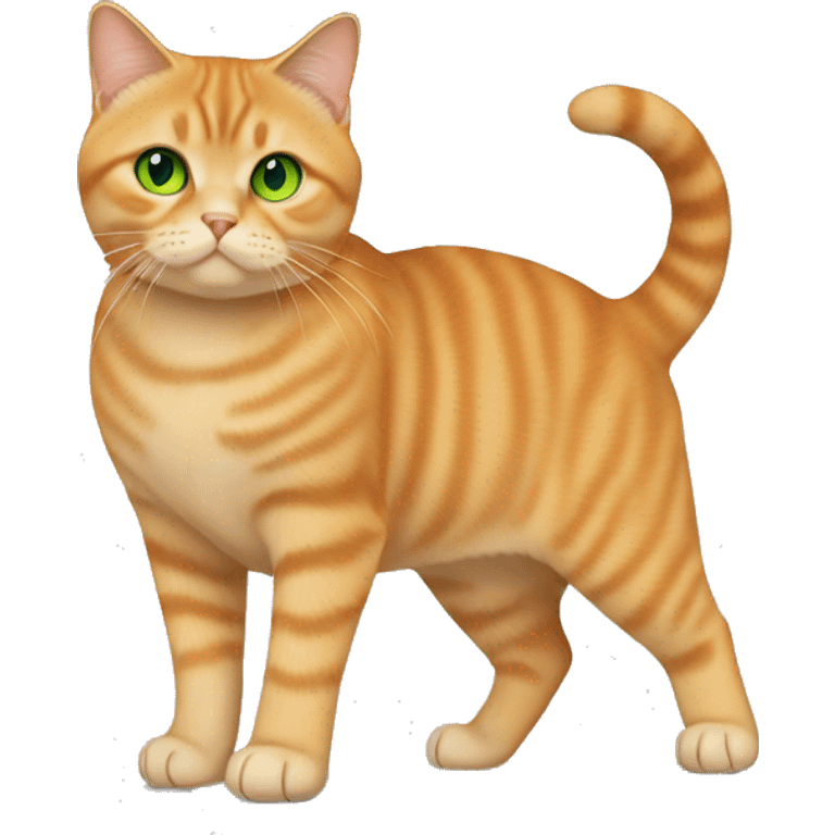 Full body orange British shorthair cat with green eyes emoji